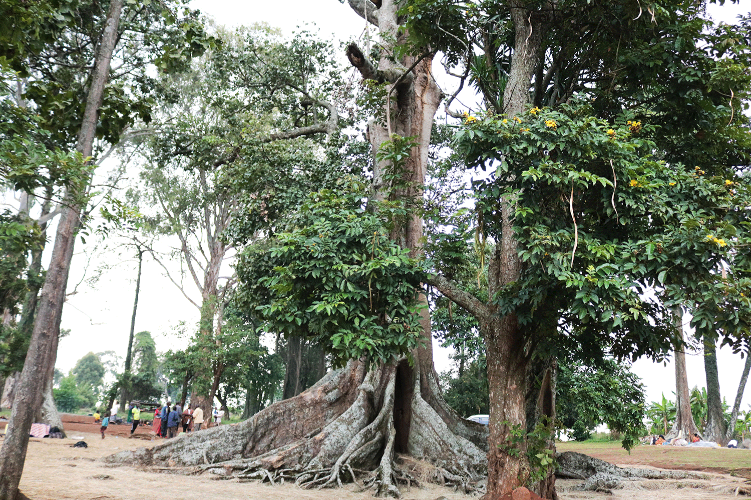 Mubende Hotel Gardens